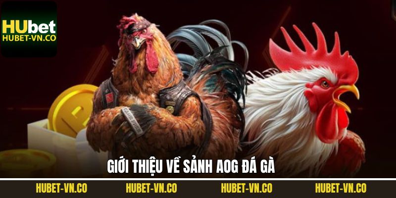 Sơ lược đôi nét về sảnh đá gà AOG