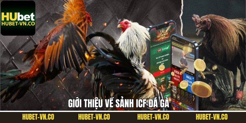 Tìm hiểu về sảnh cược ICF đá gà hấp dẫn