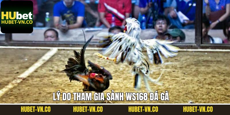 Lý do người chơi yêu thích sảnh đá gà Ws168