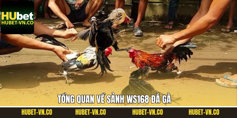 Điểm qua về sảnh Ws168 đá gà nổi tiếng